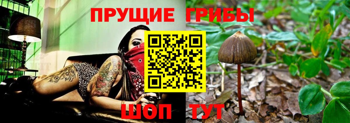Галлюциногенные грибы Psilocybine cubensis Электросталь
